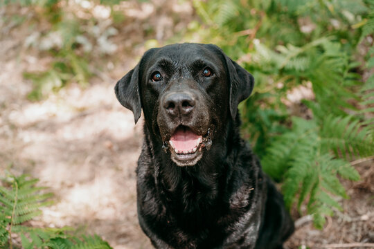 portrait of beautiful black labrador dog sitting among green fern leaves in footpath in forest. Nature and pets