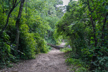 Obraz premium lush forest. Idilic Forest. Guatemalan forest