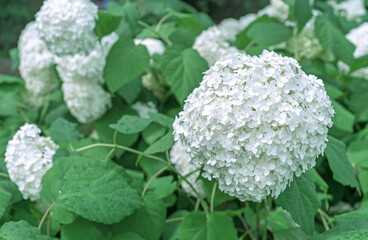 Blooming white hydrangea or tree hydrangea in the summer garden.
