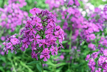 Fototapeta premium Blooming purple phlox paniculata in the summer garden.