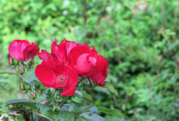 Red rose Robusta blooms in the summer garden.