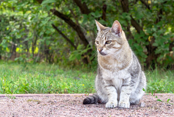 Naklejka na ściany i meble Gray tabby pussycat sits on a garden path against the backdrop of a summer garden.