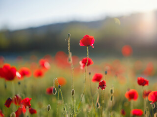 Fototapeta na wymiar Poppy meadow in the light of the setting sun