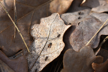 Ants on dry