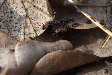 close up of ants