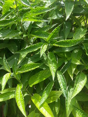 green leaves background