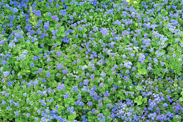 Violet aregatum are often used in summer park landscaping.