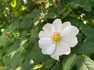 tree blossom
