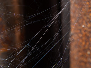 spider web in rust background