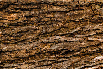 Tree Surface Wooden Background Closeup