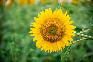 Sunflower on the background of a summer sunflower field. Shiny yellow sunflower in an abundance plantation field on a sunny summer day
