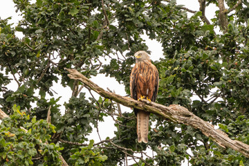 Red Kite sitting in the branches