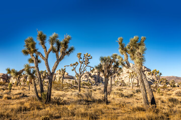 Joshua trees in the Joshua Tree National Park, California