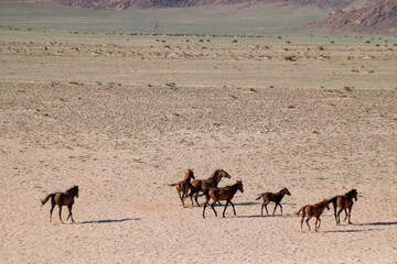 View of a herd of horses drinking water from a fountain in Namibian desert, Namibia.