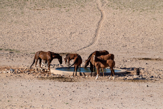 View of a herd of horses drinking water from a fountain in Namibian desert, Namibia.
