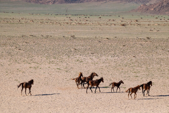 View of a herd of horses drinking water from a fountain in Namibian desert, Namibia.
