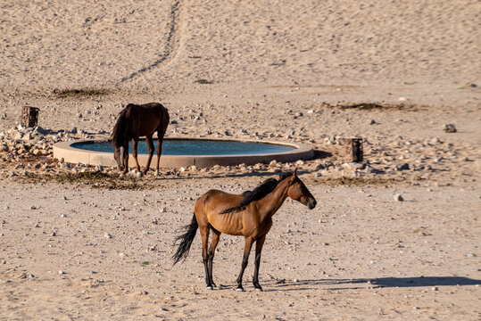 View of a herd of horses drinking water from a fountain in Namibian desert, Namibia.
