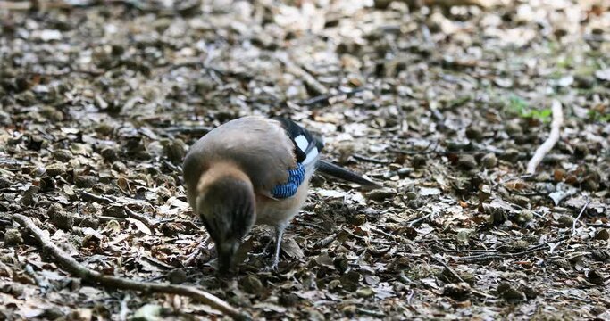 jay (Garrulus glandarius) passerine bird. The bird while eating the acorns of the undergrowth.