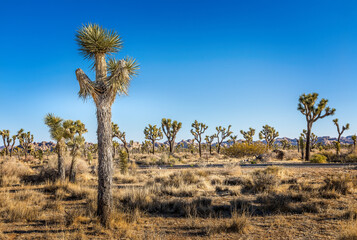 Joshua trees in the Joshua Tree National Park, California