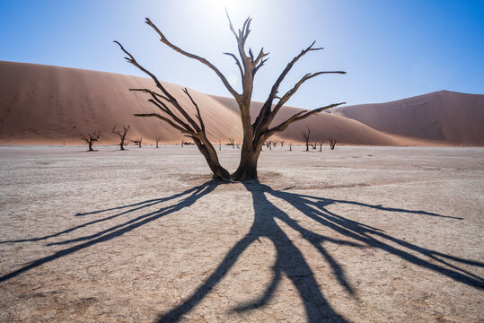 View of the iconic desert in Namibia, view of Deadvlei salt pan trees in Sesreim Soussuvlei Namib-Naukluft National Park, Namibia.