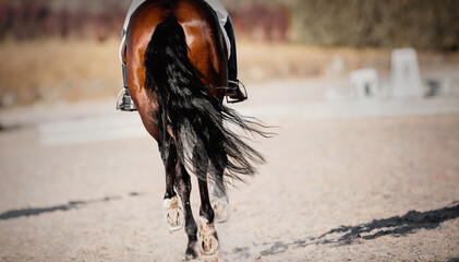 Equestrian sport. The fluttering tail of a horse. The legs of a dressage horse galloping.