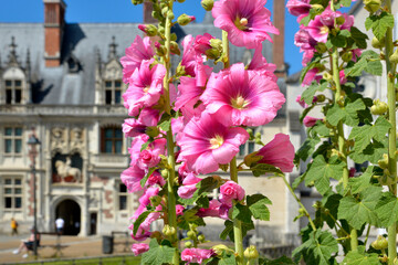Fototapeta na wymiar Closeup pink hollyhocks (Alcea rosea) flowers 
