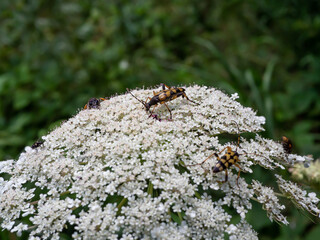 Close up of funny beetles having fun on a big white flower.