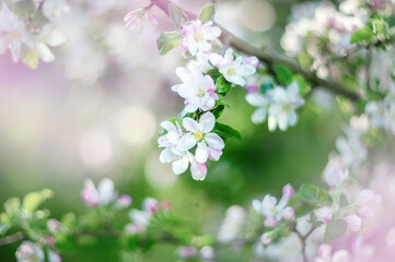 Abstract floral background of romantic pink apple blossoms over pastel flowers with a soft style for spring or summer time