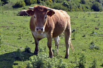 Vaca pastando en el campo, mirada fija ala cámara.