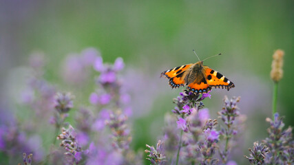 butterfly on flower © Adrian Kupeć
