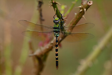 Multi colored odonta or dragon fly from Western Ghats