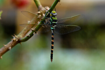 Multi colored odonta or dragon fly from Western Ghats