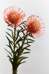 Pin cushion protea flower on plain background.