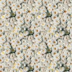 Beautiful background of white terry chrysanthemums of medium size. White flowers with yellow centers create a natural floral background with a seamless texture