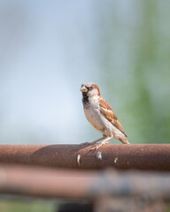 Beautiful field sparrow on a ranch on a summer day.