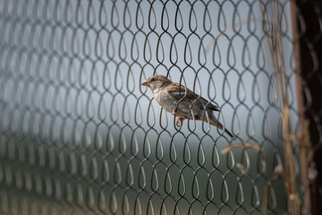 Beautiful field sparrow on a ranch on a summer day.