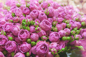 Delicate lilac roses. romantic bouquet of beautiful large lilac flowers. Natural background of peony roses