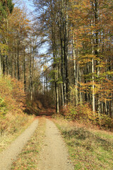 Fototapeta premium Buntes Herbstlaub in den Bergen Thueringens. Thueringen, Deutschland, Europa -- Colorful autumn leaves in the mountains of thueringia. Thueringia, Germany, Europe