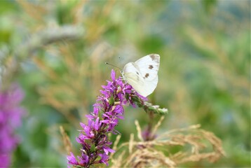 White butterfly and pink wild flower in the meadow