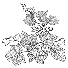 Ivy sprig background template.The climbing plant is drawn with a black outline  and isolated  on white .Botanical design  element for cards,posters,social media banners,stickers.Vector illustration.
