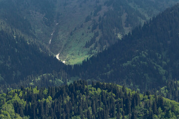 A view of the slopes of the mountains on which spruces grow