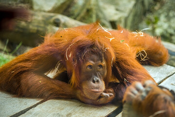 Cute orangutan close up detailed face,  in ZOO Prague, Czech Republic.