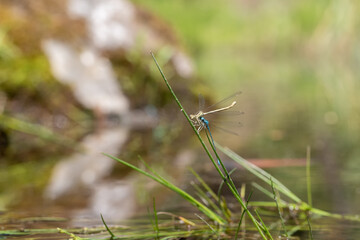Dragonfly - Odonata with outstretched wings on a blade of grass. In the background is a beautiful bokeh created by an  lens.
