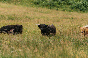 Scottish highlander or Highland cow cattle (Bos taurus taurus) enjoying a sunny day in the nature in Scotland