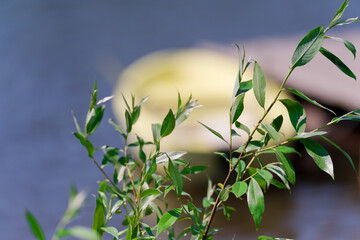 Willow twigs of a bush with green foliage on the background of water