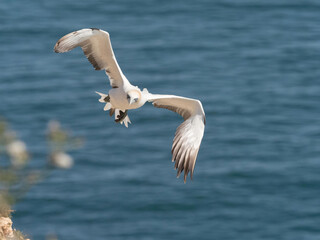  Dramatic close view of a Gannet (morus bassanus) in flight with sea below.Bird flies towards...