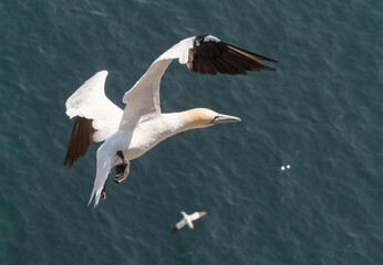 Dramatic close view of a Gannet (morus bassanus) in flight with sea below