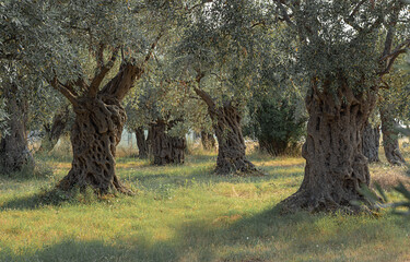 centuries-old olive trees with white sand and in the garden on the island Tasos in Greece