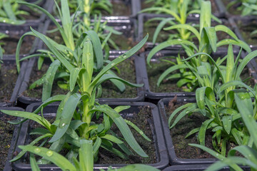 Young flower seedlings. Growing in a greenhouse. Selective focus. Close up.