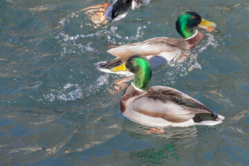 Photo of  wild ducks floating in the water. Selective focus. Close up.